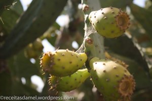 Figue de barbarie - receitasdamel.wordpress (1)