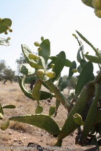 Figue de barbarie - receitasdamel.wordpress (3)