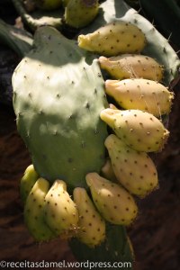 Figue de barbarie - receitasdamel.wordpress (4)