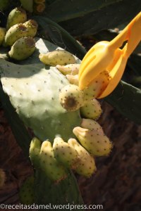 Figue de barbarie - receitasdamel.wordpress (5)