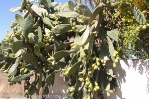 Figue de barbarie - receitasdamel.wordpress (8)